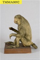 臺灣獼猴藏品圖，第7張